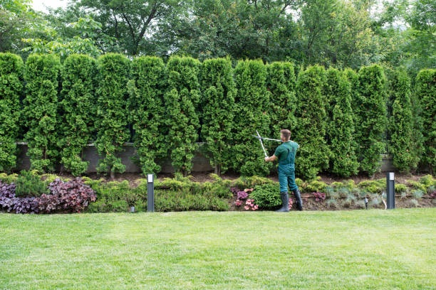 Best Lawn Maintenance Plans  in Piedmont, CA